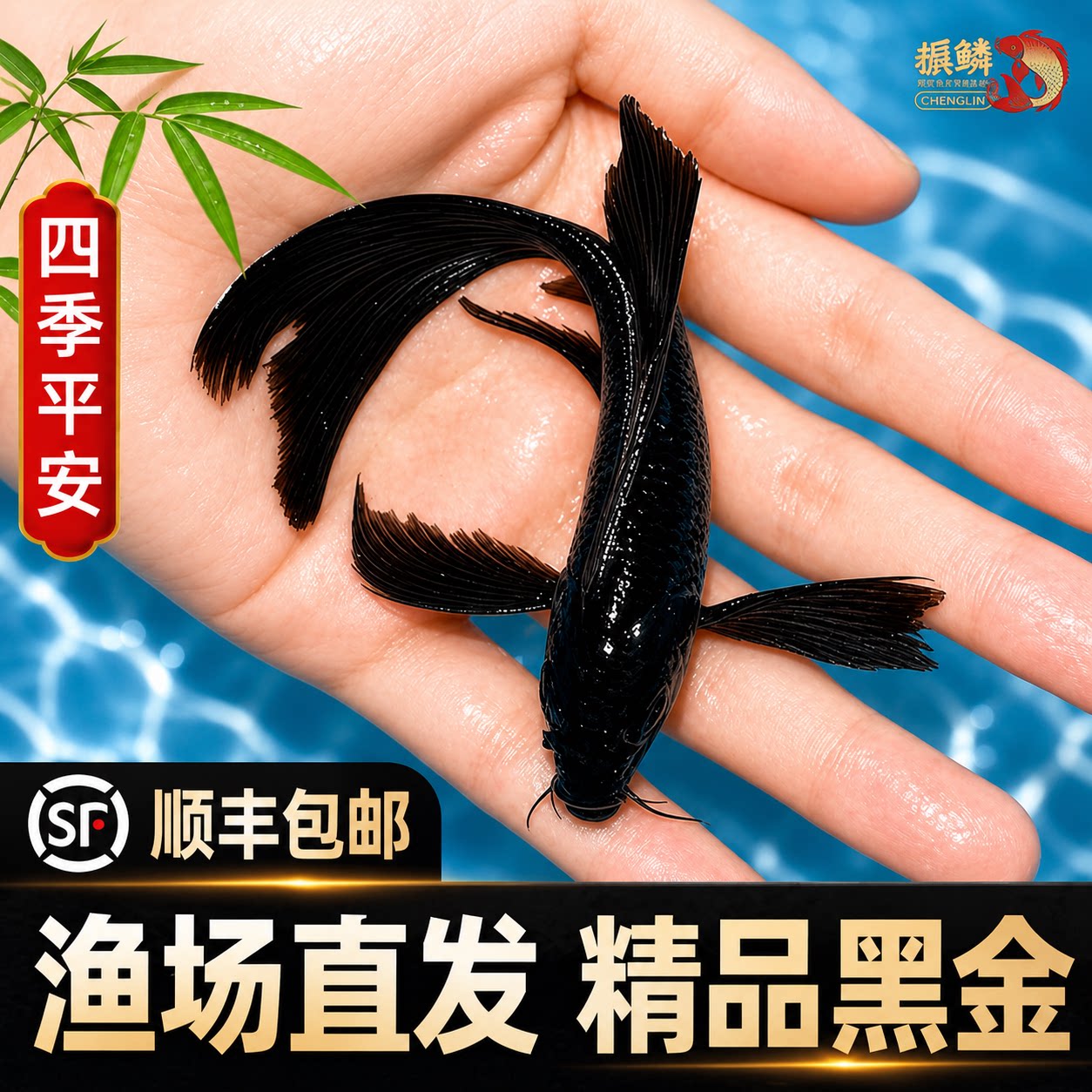 顺丰黑金锦鲤鱼淡水观赏鱼活鱼乌金活体草金冷水新手好养耐活鱼苗