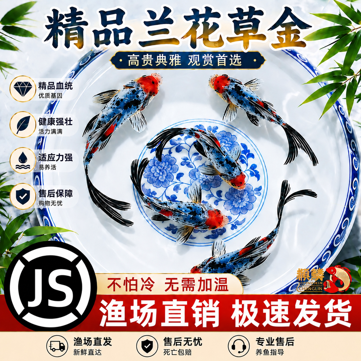兰花草草金鱼活鱼锦鲤鱼苗观赏鱼淡水鱼冷水鱼小型耐活活体小金鱼