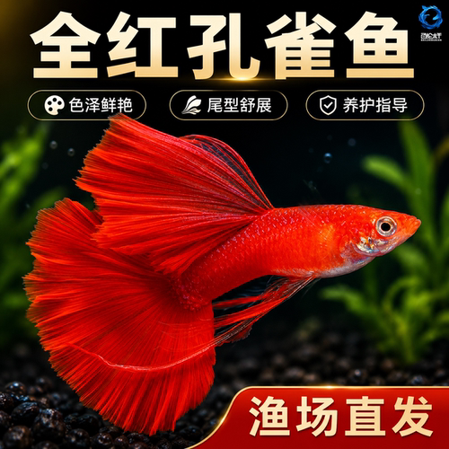 美国全红孔雀鱼热带鱼小型纯种观赏鱼孔雀鱼凤尾鱼孔雀胎生易繁殖