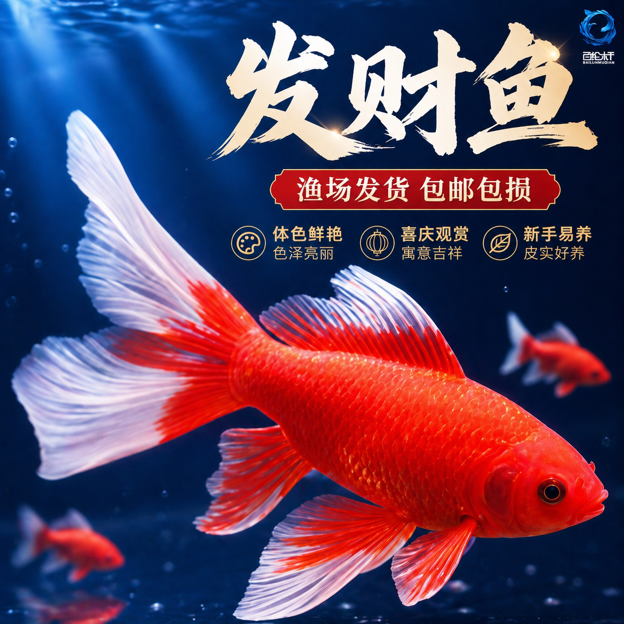 冷水鱼红鱼淡水好养易活冷水鱼苗观赏鱼活鱼金鱼耐活锦鲤