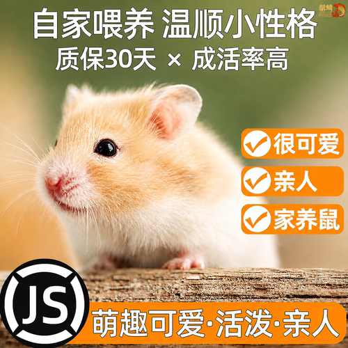 家养金丝熊网红小仓鼠活物小型可爱鼠类宠物一公一母网红迷你活体