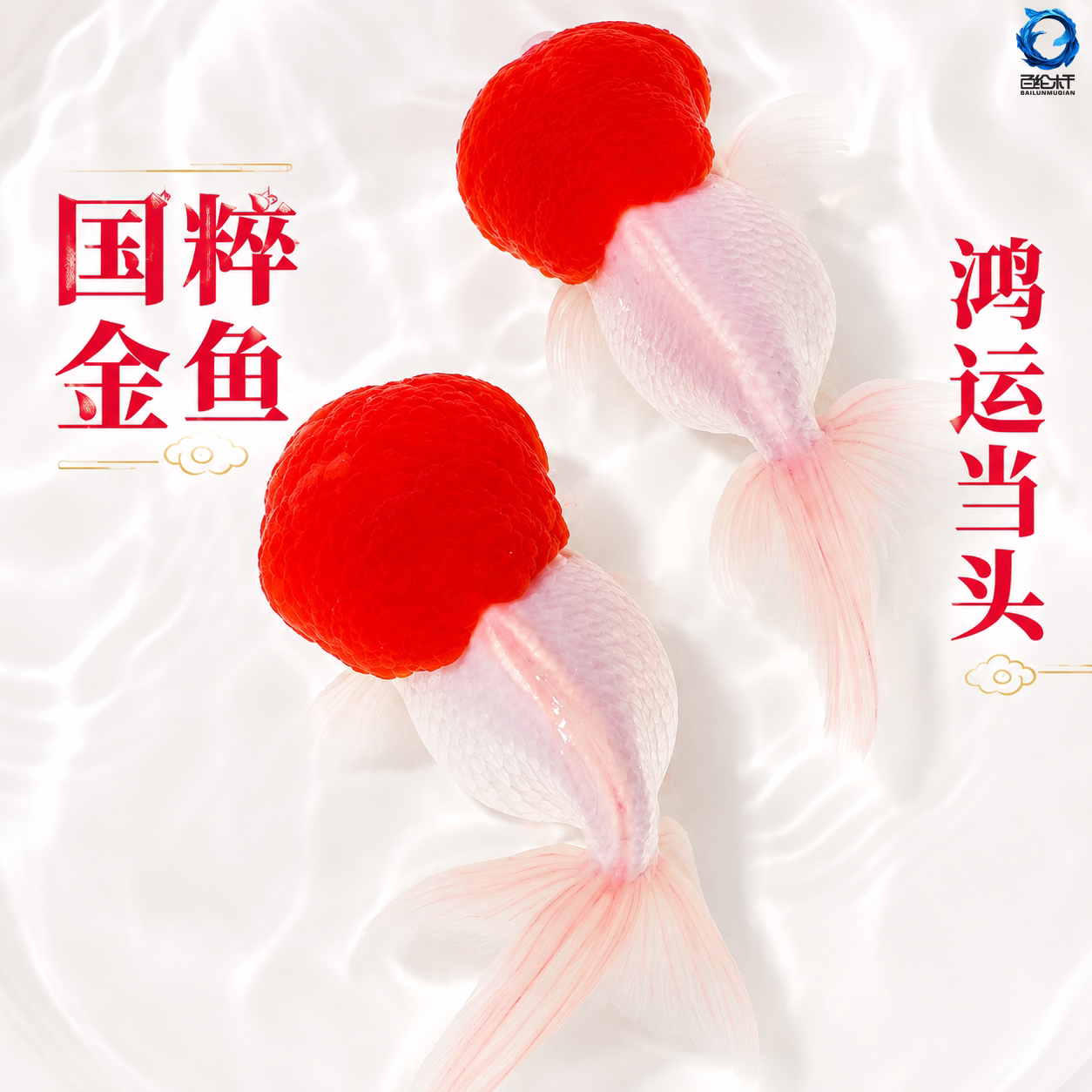 鸿运当头鱼观赏鱼鹤顶红狮子头金鱼活鱼丹顶冷水鱼淡水好养耐活鱼