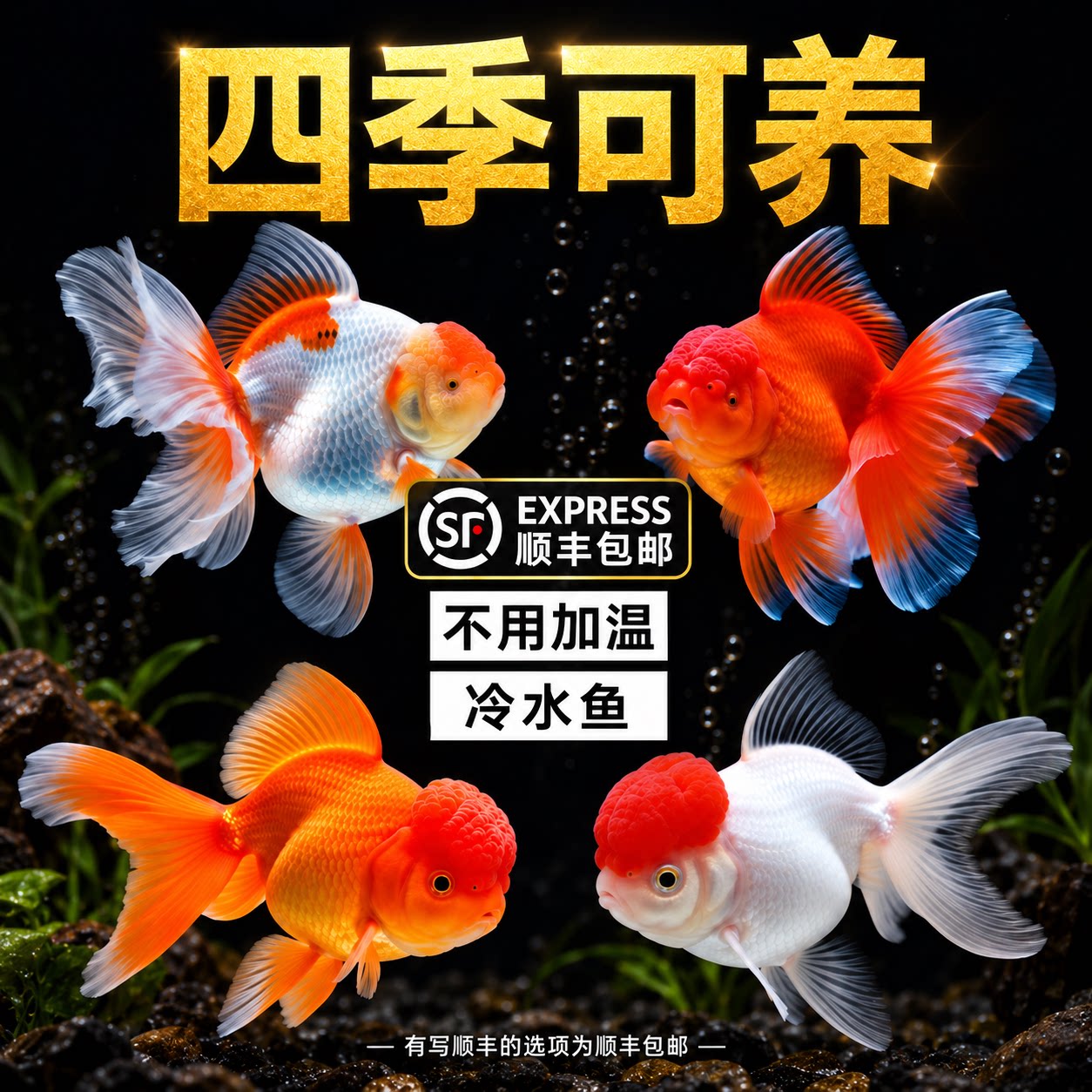 金鱼兰寿小金鱼观赏鱼鱼苗淡水泰狮活鱼红狮子头国狮草金鱼冷水鱼