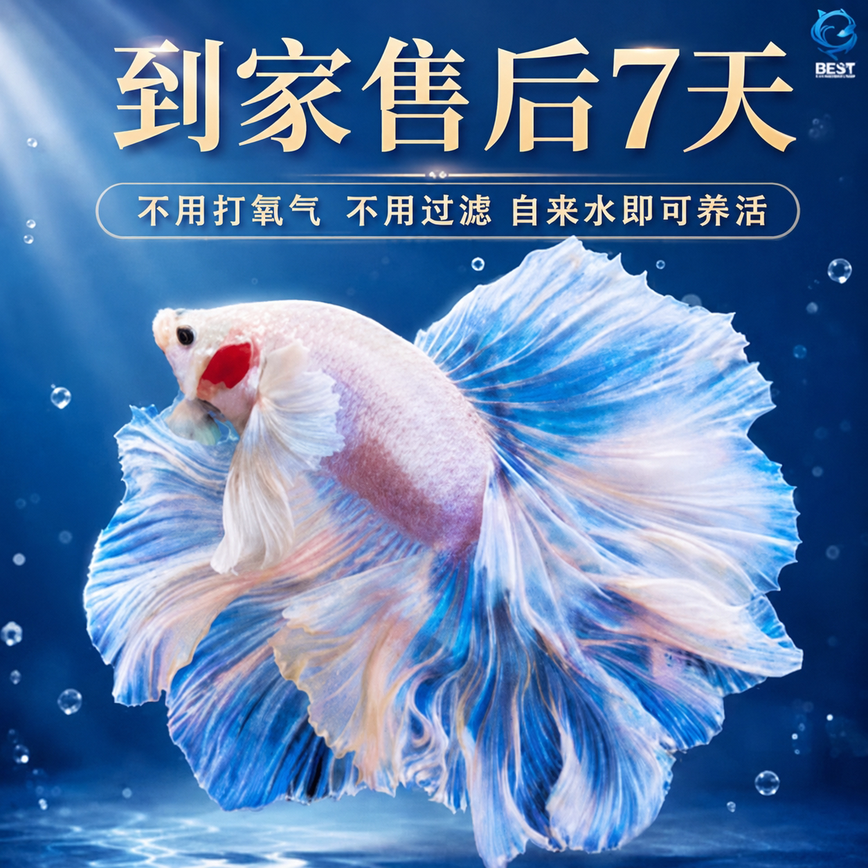 网红泰国斗鱼仙女款半月纯白大尾懒人网红宠物热带观赏鱼好养耐活