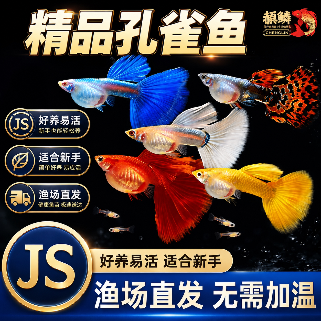 精品孔雀鱼热带鱼观赏鱼活体凤尾胎生鱼淡水小型好养活斑马金鱼苗