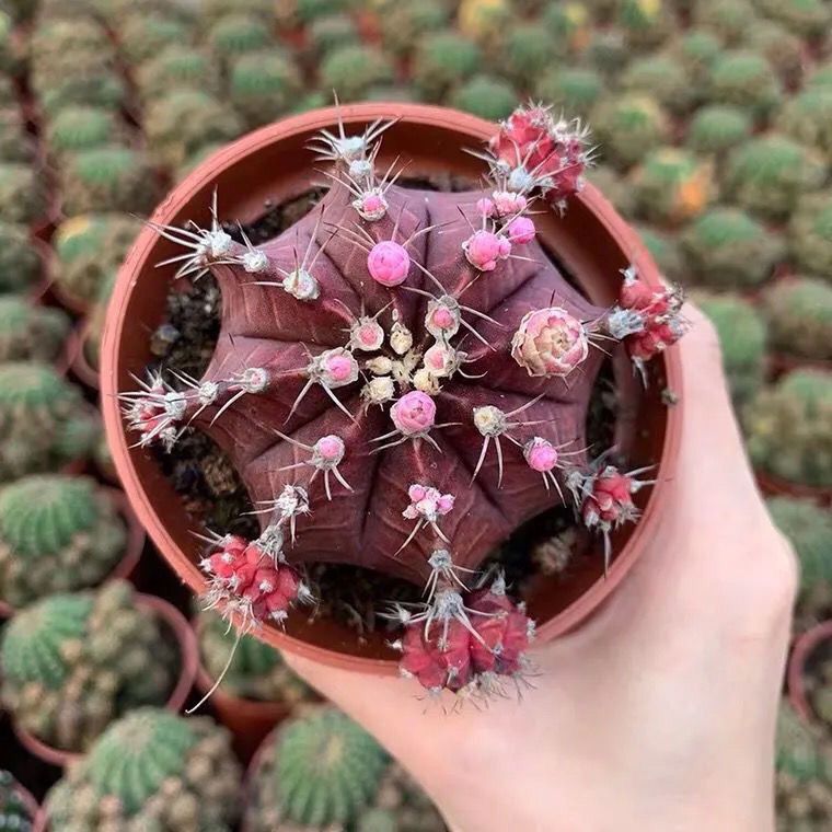 紫牡丹仙人球 开花多肉植物群生小盆栽 防辐射花卉萌肉肉仙人掌