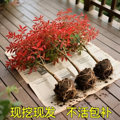 火焰南天竹盆栽树苗客厅绿植室外庭院植物地栽大颗绿化苗木工程苗