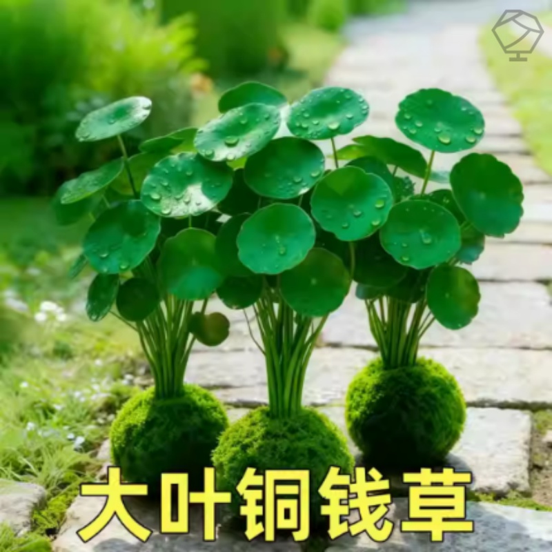 铜钱草水培植物精品特大叶室内好养大号盆栽金钱草花卉办公室客厅