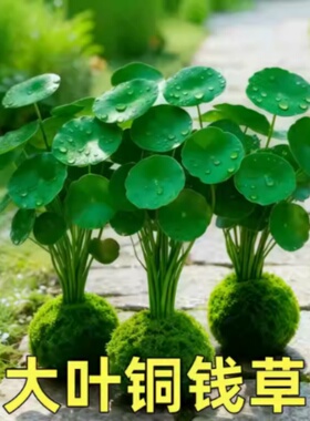 铜钱草水培植物精品特大叶室内好养大号盆栽金钱草花卉办公室客厅