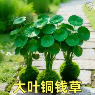 铜钱草水培植物精品特大叶室内好养大号盆栽金钱草花卉办公室客厅