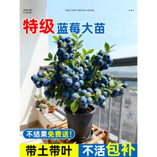 蓝莓树果苗盆栽树苗特大号带果阳台庭院室内绿植四季地栽结果植物