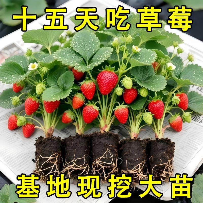 奶油草莓苗秧四季结果盆栽特大号广东发货新苗隋珠带果穴盘苗,鲜花速递/花卉仿真/绿植园艺,种苗/半成品盆栽,淘宝优惠券,粉丝福利购,淘宝优惠卷