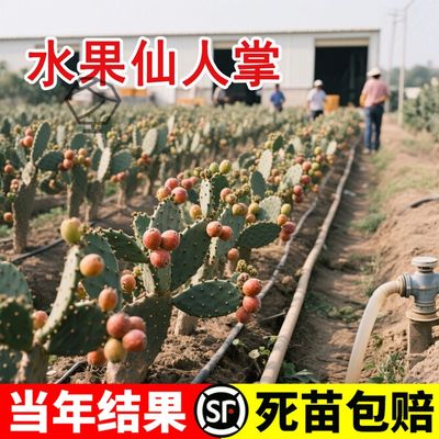 食用宝塔仙人掌可以开花