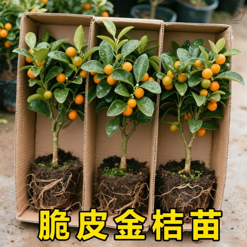 金桔树盆栽可食用四季脆皮橘子树苗室内客厅植物花卉好养绿植盆景
