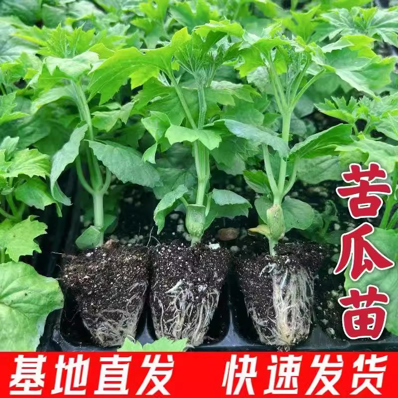 苦瓜苗大苗翠绿肉长带土