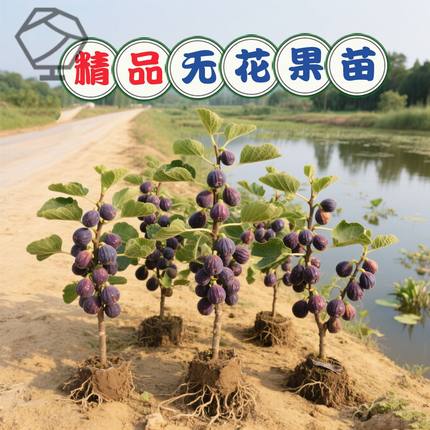 无花果树果苗特大果波姬红格莱斯南方北方带果青皮盆栽当年结果