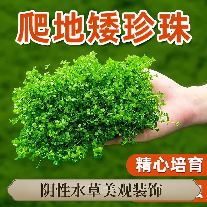 爬地矮珍珠水草日本趴植