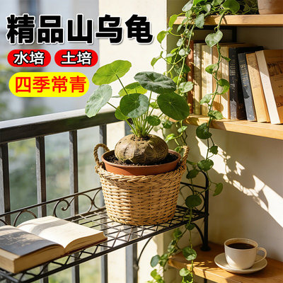 山乌龟爬藤植物千金藤盆景绿红藤金不换水培土培盆栽包成活包发芽