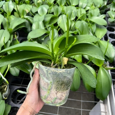 双花剑蝴蝶兰盆栽大苗带