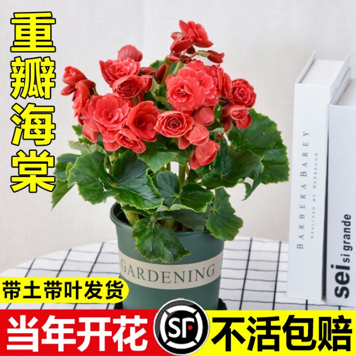丽格重瓣海棠花盆栽大花卉观花植物好养室内阳台盆景四季好养开花