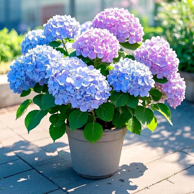 无尽夏绣球花苗盆栽四季