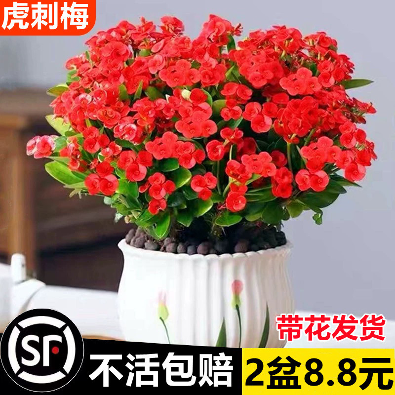 铁海棠盆栽花卉室内盆景绿植四季开花虎刺梅办公阳台花卉开花植物
