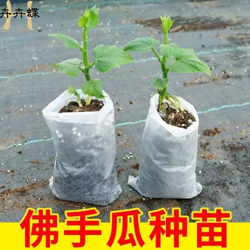佛手瓜种子带土苗高产四