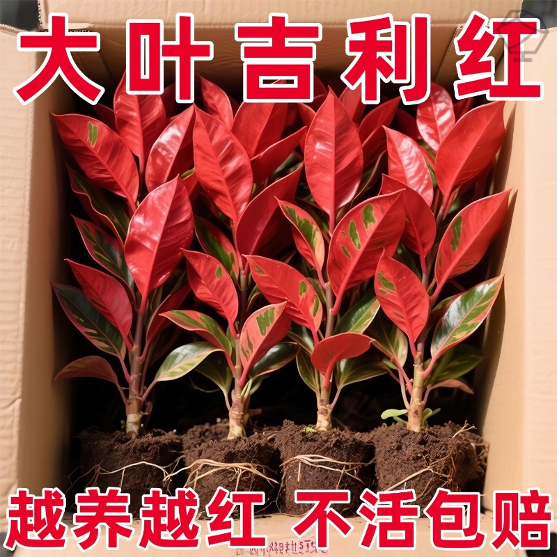 吉利红水培如意皇后发财树小绿植室内盆栽植物办公室花卉四季好养