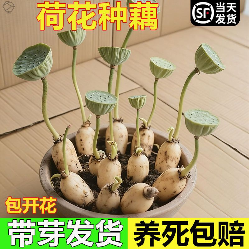 荷花藕种观赏盆栽水莲藕苗栽碗莲睡莲鱼池塘水生植物花卉养莲花缸