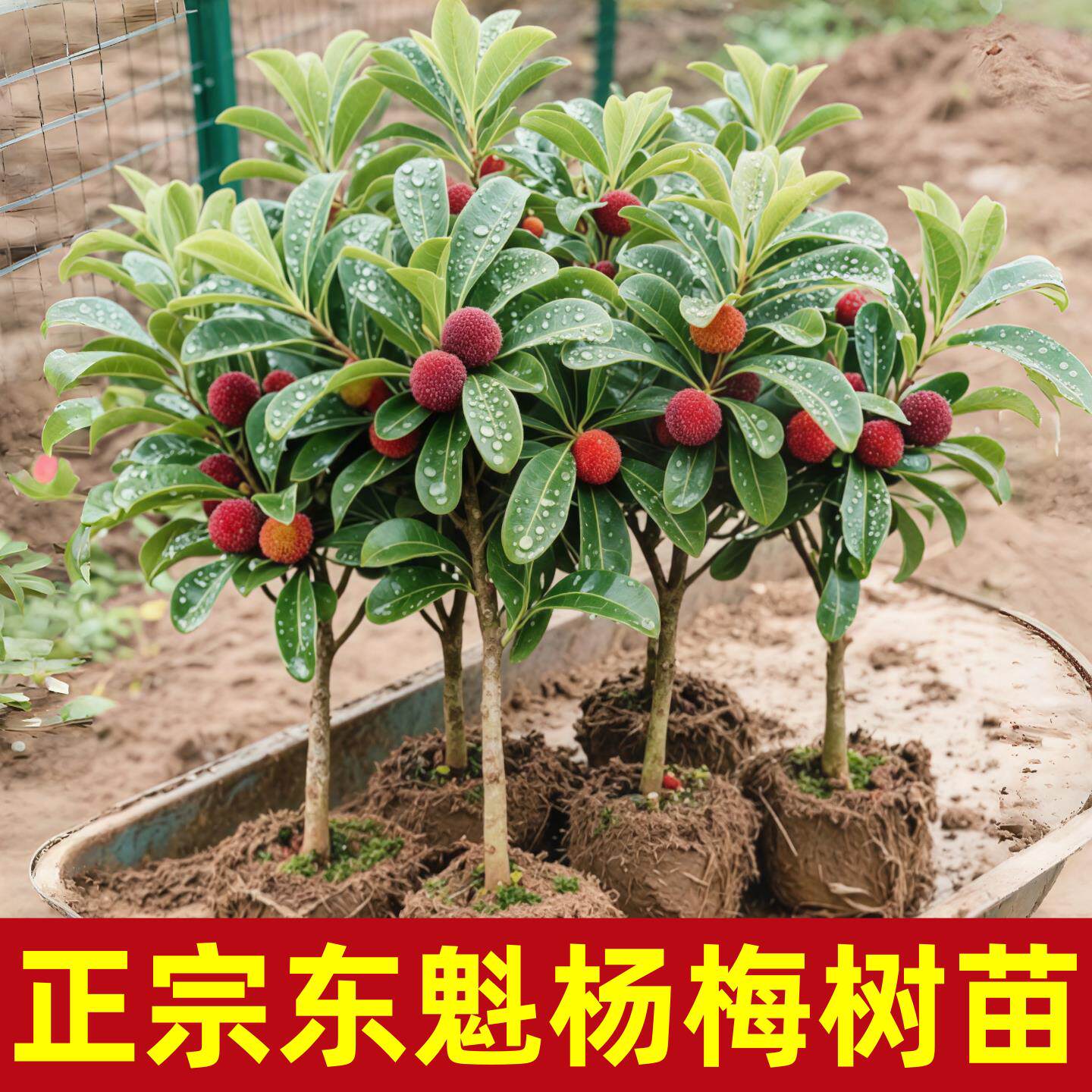 正宗东魁杨梅树苗嫁接黑炭早熟六月迟熟带叶带土发货精品当年结果