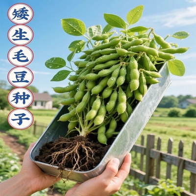 早熟高产四季毛豆种子矮