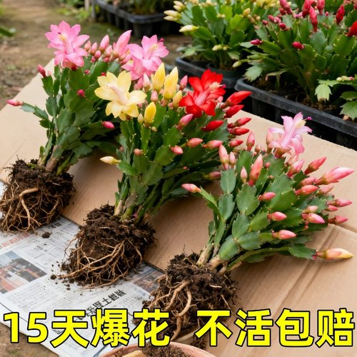 蟹爪兰盆栽带花苞开花多肉绿植物好养室内嫁接蟹爪莲客厅四季花卉
