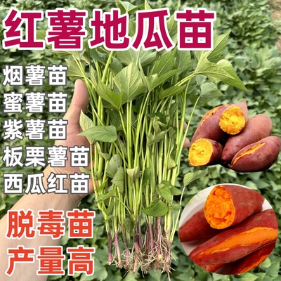 正宗蜜薯苗秧红烟薯25号