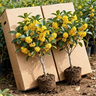 桂花树苗四季桂盆栽大树金桂丹桂室内绿植开花庭院浓香型花卉植物