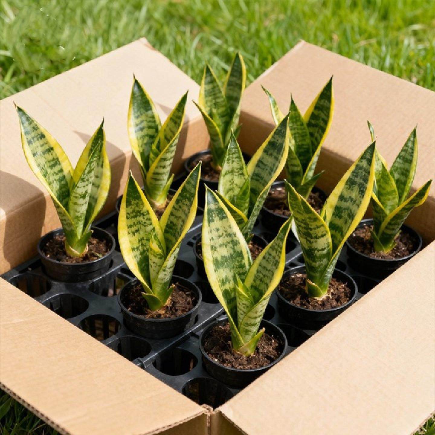 金边虎皮兰盆栽室内好养花卉多肉水培绿植物办公室虎尾兰四季常青,鲜花速递/花卉仿真/绿植园艺,绿植,淘宝优惠券,粉丝福利购,淘宝优惠卷