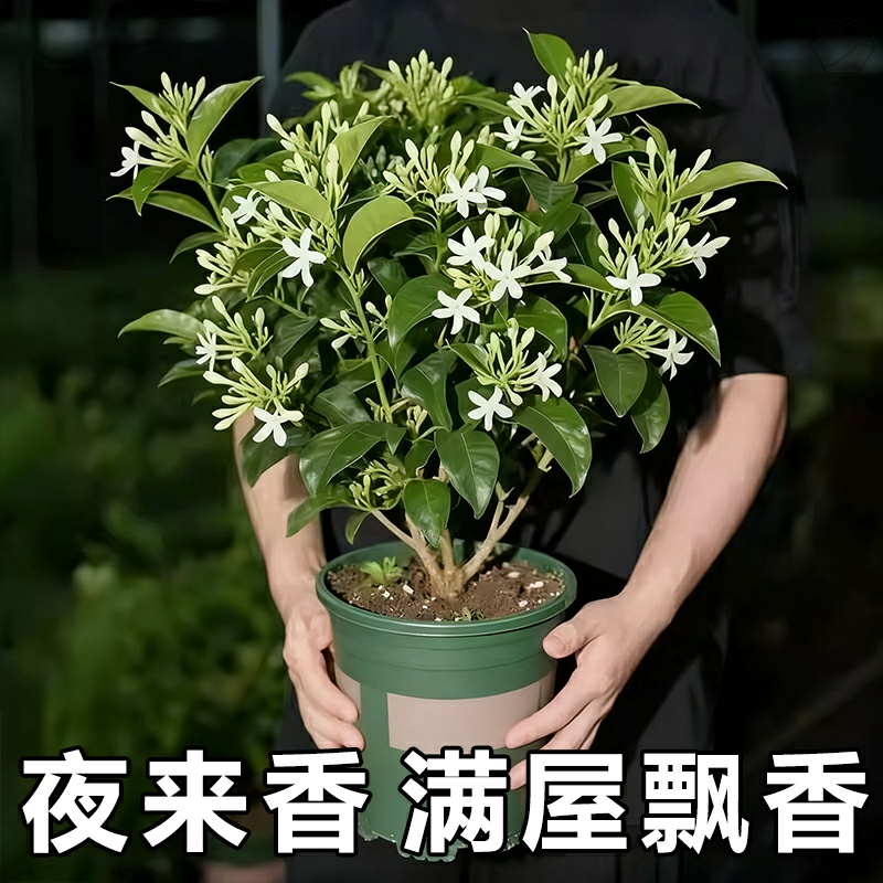 夜来香花树苗夜来香盆栽花卉植物浓香夜来香室内驱蚊花苗四季花卉