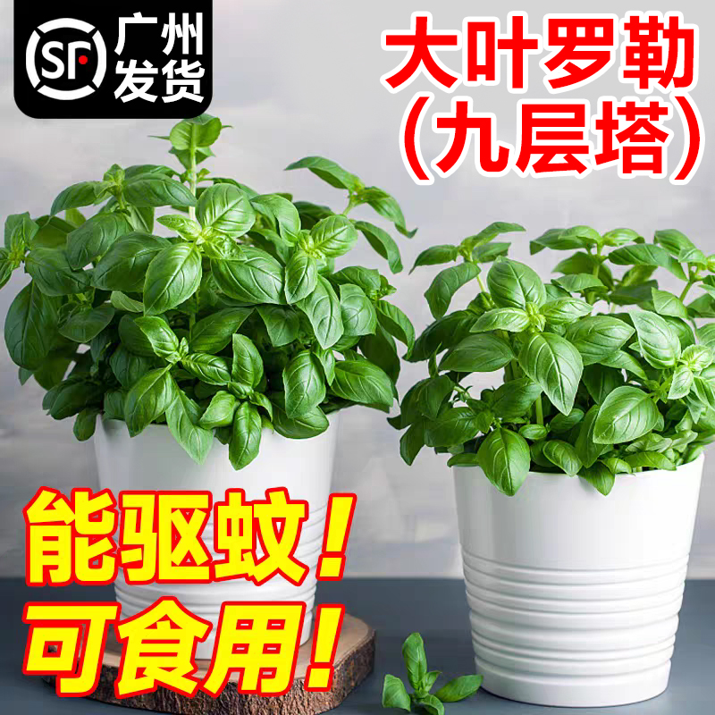 九层塔盆栽可食用大叶甜