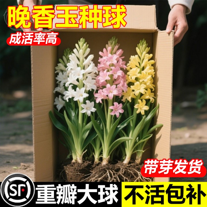 晚香玉种球盆栽根带多芽多年生重瓣大花球浓香型香水庭院阳台花卉