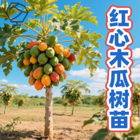 广西改良矮化木瓜苗冰糖