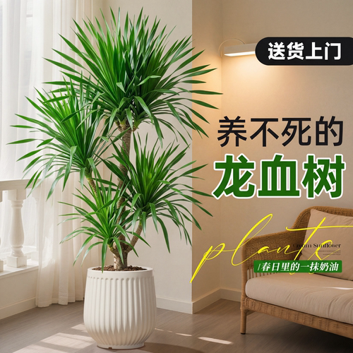 大型龙血树3