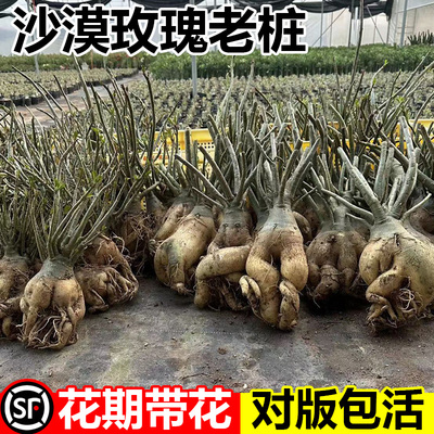 沙漠玫瑰盆栽重瓣带花苞