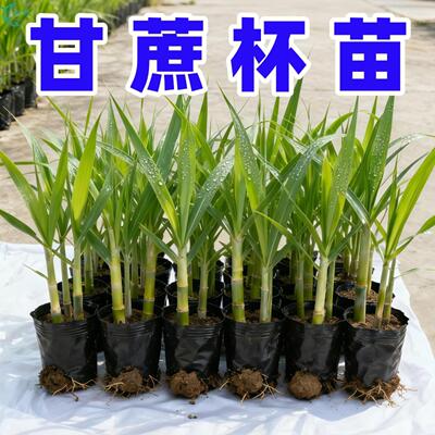 正宗广西黑皮甘蔗组培苗杯苗秧苗黄金青皮种苗南北庭院可种种植甜