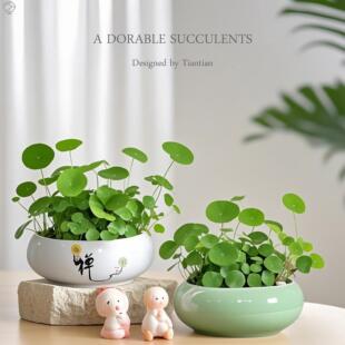 大叶铜钱草盆栽盆栽绿植旺财植物桌面办公室内客厅花卉精品金钱草