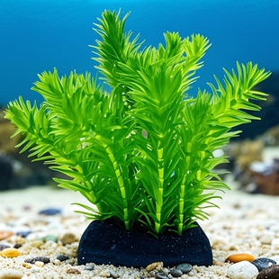 蜈蚣草坨草水草鱼缸专用水生植物金鱼藻净化水质迷你增氧养鱼阴性