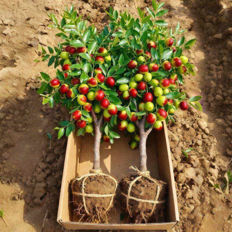 嫁接枣树苗特大冰糖枣冬枣苗耐寒耐旱盆栽地栽南北方种植当年结果