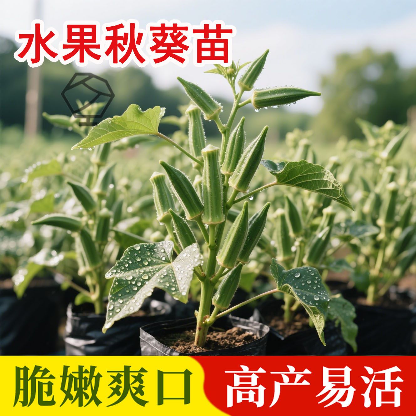 超嫩水果秋葵苗秧红种子