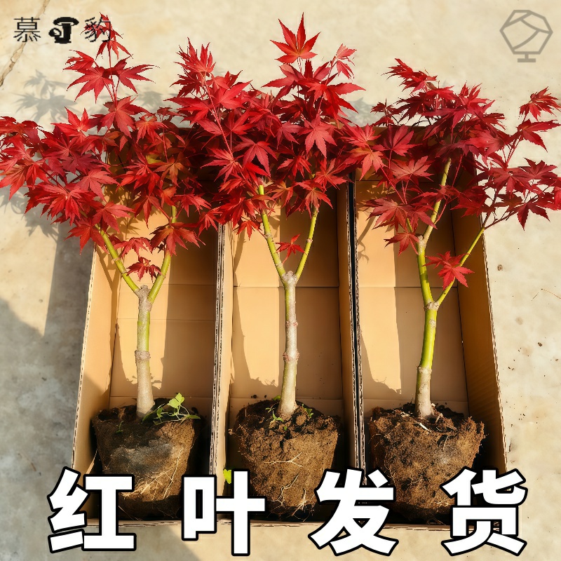 红枫树苗常年红庭院红枫盆景老桩日本红舞姬四季红盆栽耐寒枫叶