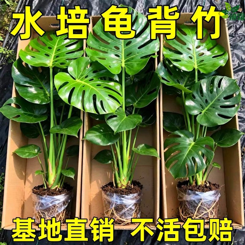 水培龟背竹办公室内绿植净化空气花卉好养易活龟背竹盆栽开背大叶,鲜花速递/花卉仿真/绿植园艺,造型盆景,淘宝优惠券,粉丝福利购,淘宝优惠卷