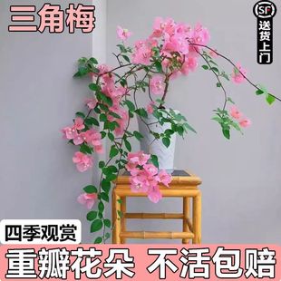 三角梅老桩带花苞四季开花绿植盆栽好养活阳台庭院爬藤重瓣垂丝木