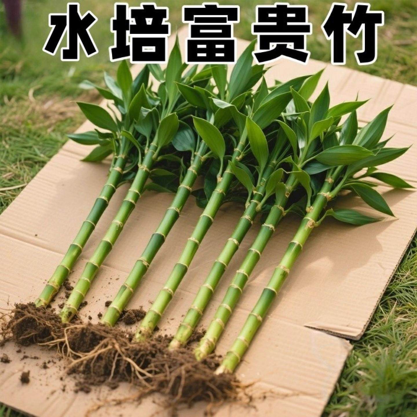 富贵竹水培植物客厅室内招财绿植花卉粗杆转运竹四季常青水养盆栽,鲜花速递/花卉仿真/绿植园艺,造型盆景,淘宝优惠券,粉丝福利购,淘宝优惠卷